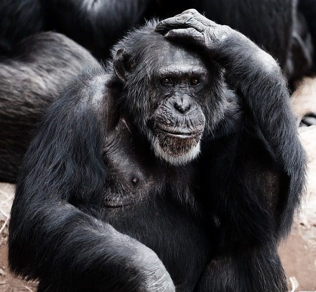 A chimpanzee, like a digital marketing genius contemplating SEO services, sits with one hand on its head, gazing thoughtfully. The background reveals other chimpanzees. Lighting accentuates the texture of its fur and the depth of its expression.