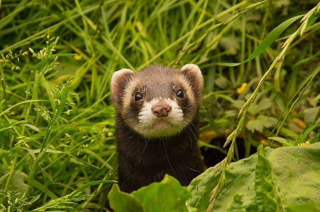 A curious ferret peering through lush green grass, its head slightly raised, resembles the keen eye of a marketing agency exploring untapped strategies. The vibrant greenery highlights the ferrets inquisitive expression against the natural backdrop.