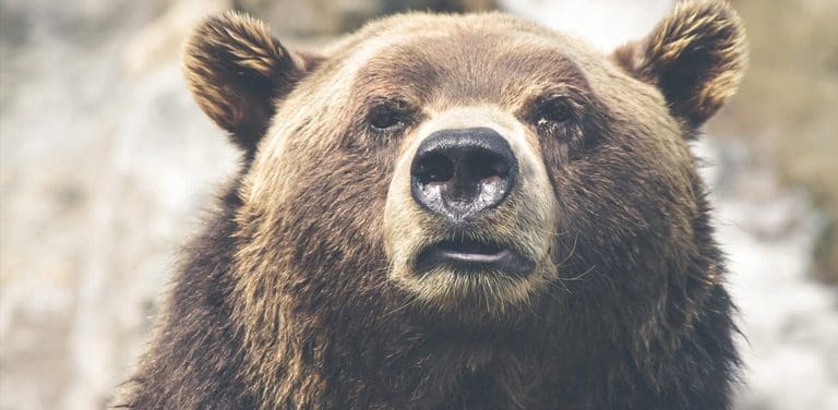 Close-up of a brown bears face, looking directly at the camera with curiosity. The bear has thick fur, prominent ears, and a large nose. Its inquisitive gaze is as captivating as innovative web design in a blurred natural outdoor setting.