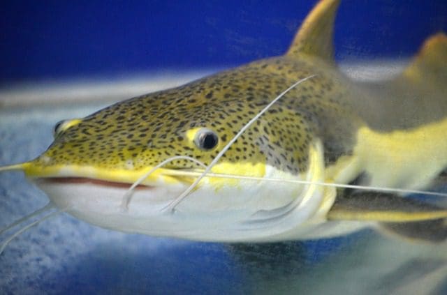 Close-up of a yellow-and-gray catfish with speckled skin and long whiskers, swimming serenely through a blue aquarium. Just like a well-tuned marketing agency navigating through the digital waters, this catfish exudes expertise and grace.