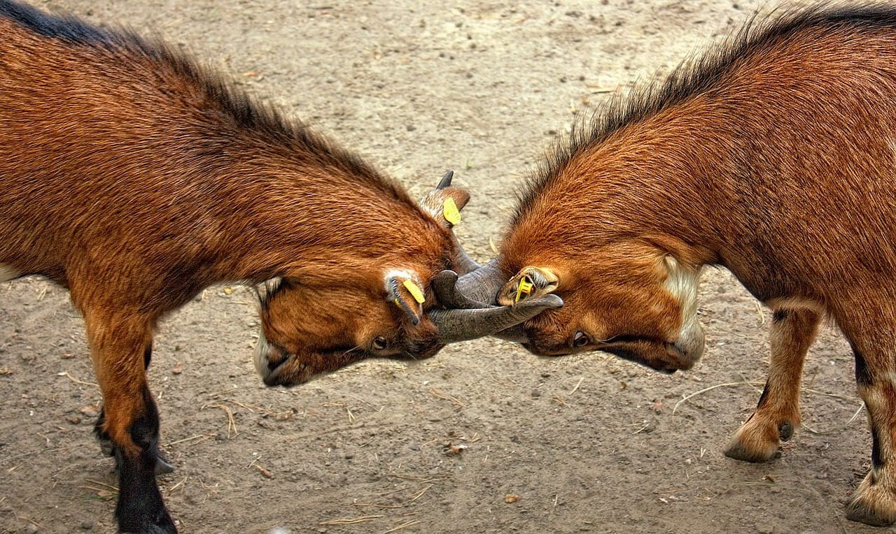 Two brown goats with yellow ear tags are locked in a playful tussle on the dirt surface, their bristled fur gleaming. Like an energetic marketing agency, theyre engaged in a spirited competition, with sparse hay scattered around them adding to the scenes lively charm.